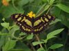 Malachite Butterfly - Siproeta stelenes 